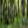 Photo abstraite de troncs dans la forêt le long du Rhône en Haute Savoie