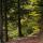 Photographie d'un chemin forestier en automne dans la montagne du Parmelan
