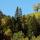 Photo d'un arbre qui ne cache pas la forêt sur la montagne du Parmelan en Haute Savoie