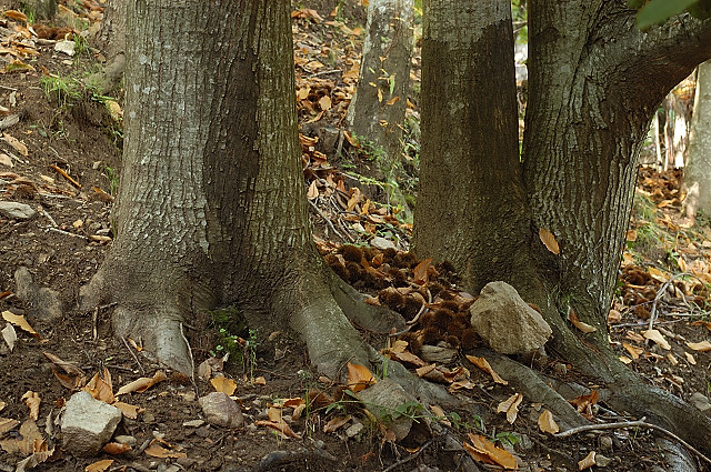 photo de troncs de chtaigniers du massif des maures