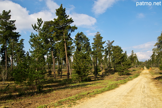 Photographie d'une piste forestire sur le domaine de Casabianda en Haute Corse