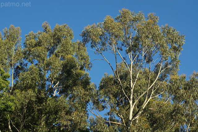 Photo de houppiers d'eucalyptus dans la fort du Massif des Maures