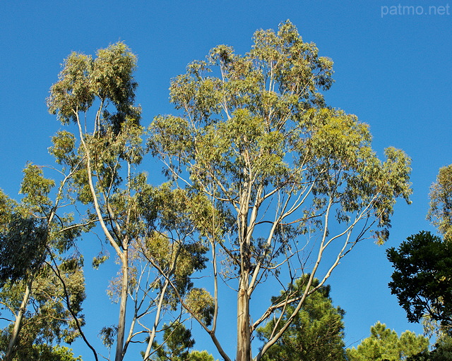 Photo de houppier d'eucalyptus dans la fort du Massif des Maures
