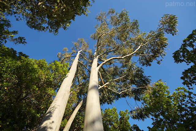 Image d'eucalyptus dans la fort du Massif des Maures