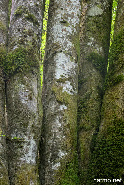 Image en gros plan de troncs moussus dans la fort de montagne de la Valserine
