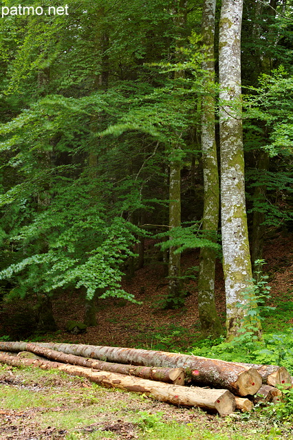 Photograph of logs and trees in french Jura forest