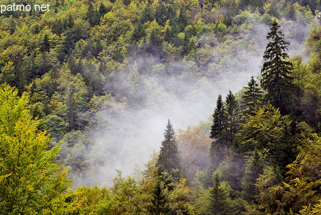 Photo de la fort de la Valserine dans la brume matinale en dbut d'automne