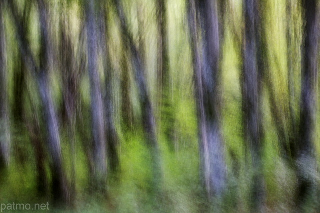 Photographie abstraite de troncs d'arbres dans la fort de la valle du Rhne en Haute Savoie