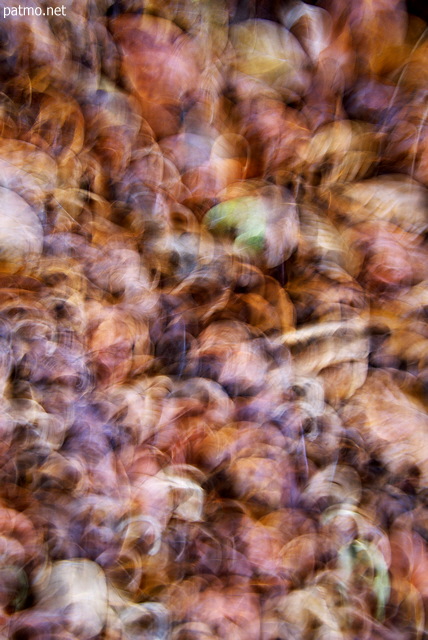 Abstract photo of autumn leaves