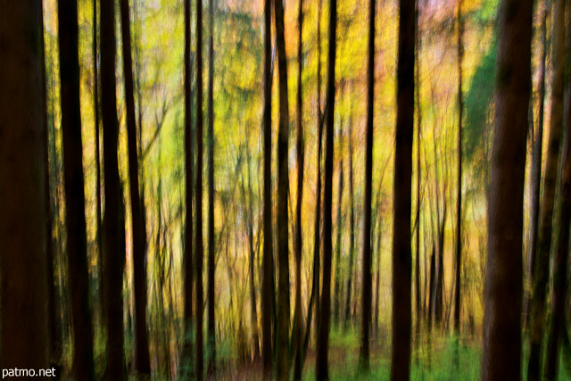 Abstract photo of autumn in Valserine forest