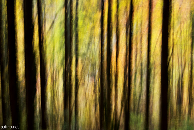 Abstract image of tree silhouettes in Valserine forest