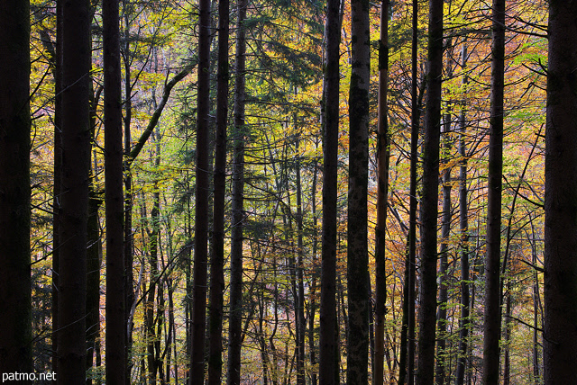Image of the colorful trees of Valserine forest in autumn