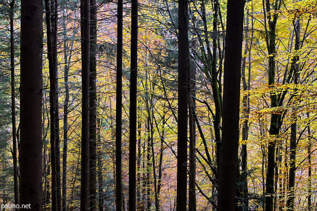 Photo d'automne dans les sous bois de la fort de la Valserine