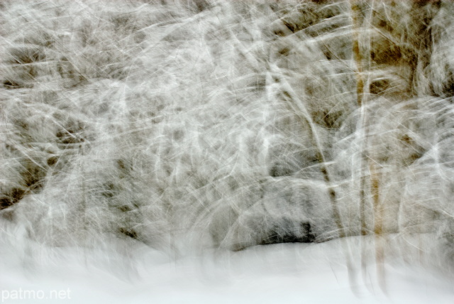 Photo abstraite de la fort de la Valserine sous la neige dans le Parc Naturel Rgional du Haut Jura