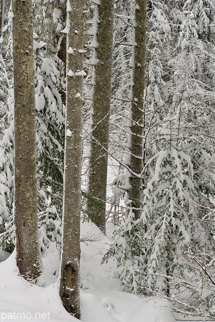 Photographie d'arbres enneigs dans la fort de montagne de la Valserine