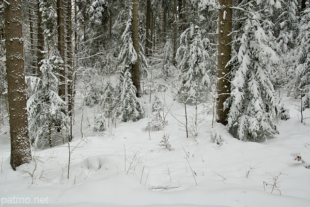 Image de neige dans la fort de montagne de la Valserine.