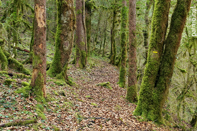 Photo d'un chemin dans la fort du Parc Naturel Rgional du Haut Jura