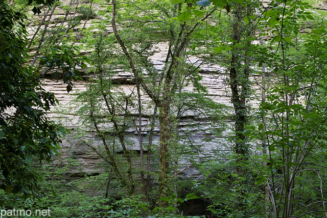 Photographie d'arbres adosss  une falaise de molasse dans le canyon du Castran