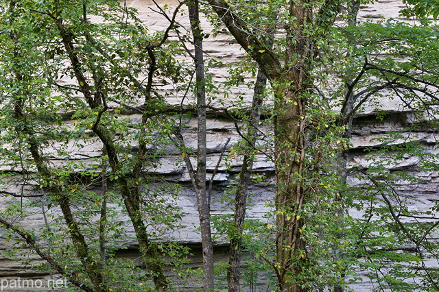 Image d'arbres adosss  une falaise de molasse dans le canyon du Castran