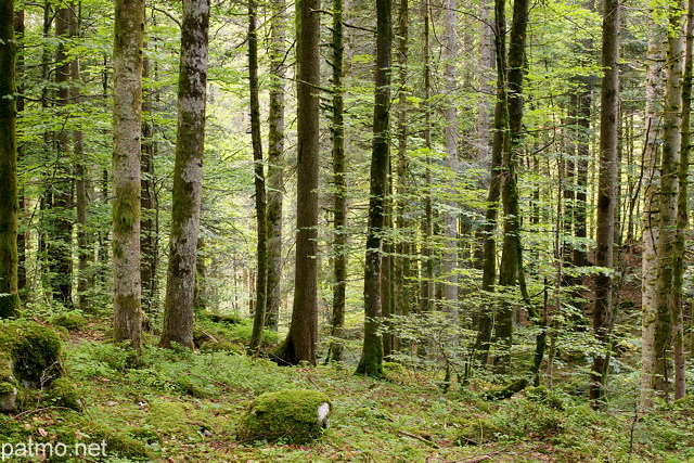 Photo of Valserine forest with green colors at springtime