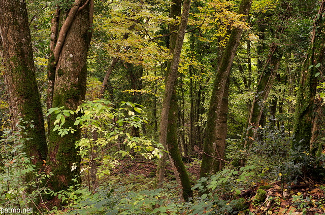 Photo des couleurs d'automne en sous bois dans la fort du Vuache