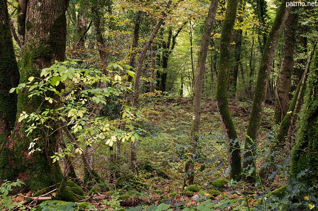 Image de sous bois en automne sur les pentes du Vuache  Savigny