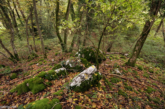 Photographie de sous bois en automne dans la fort de Savigny en Haute Savoie