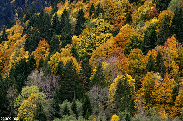Photo de la palette des couleurs de l'automne sur la fort des montagnes autour de Bellevaux