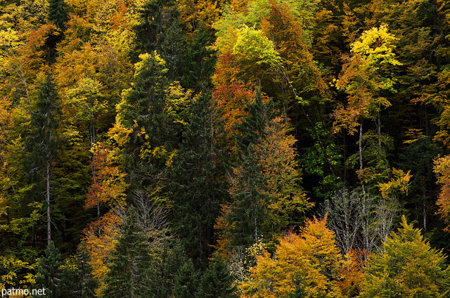 Image de feuillus et de conifres en automne dans les montagnes du Chablais