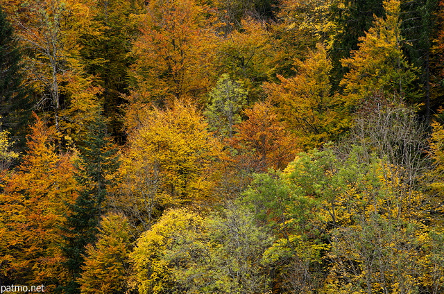 Photographie des couleurs d'automne sur les feuillus de la fort de Bellevaux en Haute Savoie