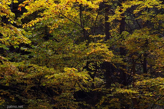 Image des couleurs d'automne sur les arbres de la fort de Bellevaux en Haute Savoie