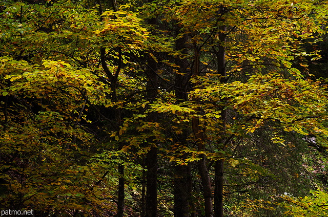 Photo d'arbres pars de leur feuillage d'automne dans la fort de Bellevaux