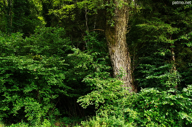 Image d'arbres  l'ore de la fort prs de Chilly en Haute Savoie