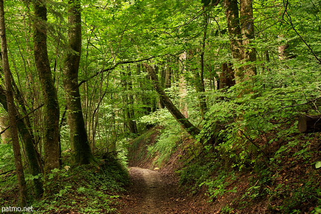 Image of a forest path through the lush green near Chilly