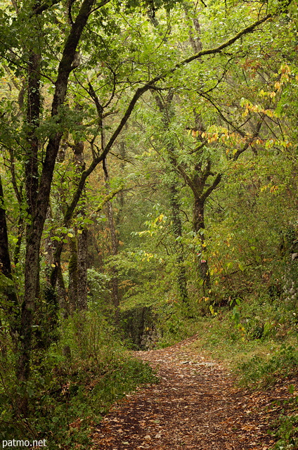 Image d'un sentier en sous bois  travers les couleurs chaudes de la fort