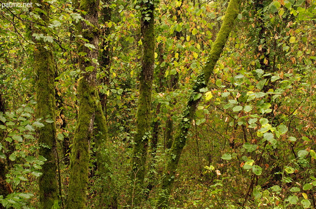 Photographie des couleurs des sous bois quelques jours avant l'automne