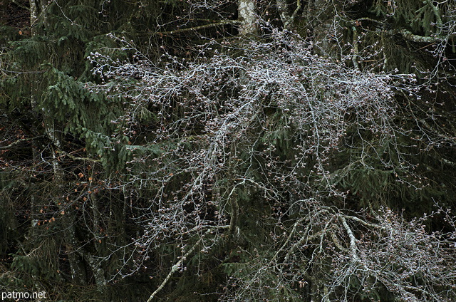 Photographie de branches givres sur les arbres de la fort qui borde le lac Gnin
