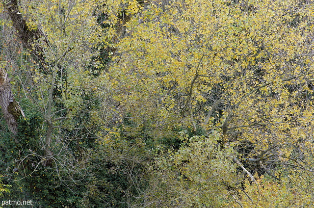 Photographie des couleurs d'automne sur les arbres de la fort de Minzier