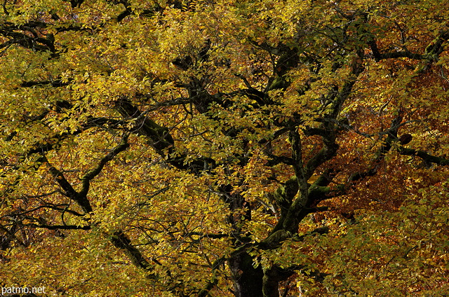 Photographie un houppier de chne par de ses couleurs d'automne