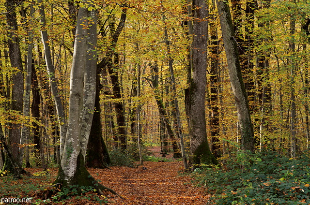 Photo d'un chemin sous les feuilles d'automne dans la fort de Marlioz