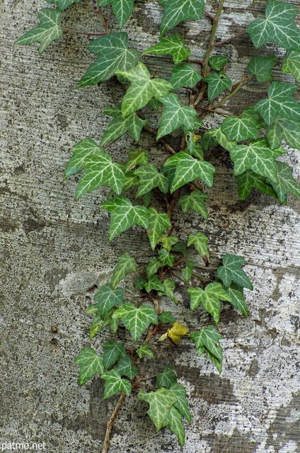 Photo de feuilles de lierre sur un tronc de htre