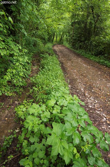 Image of a forest path in Sallenoves forest