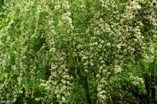 Image de feuillage et de fleurs blanches au printemps dans la fort de Sallenoves