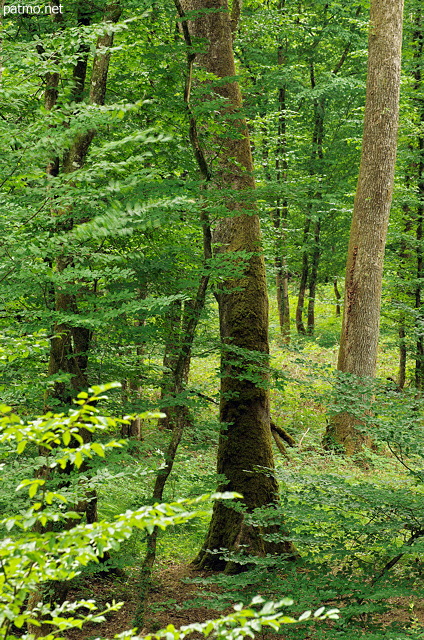 Photographie d'arbres dans la verdure de la fort du Jura en t
