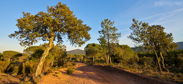 Photo d'une piste forestire dans la Plaine des Maures