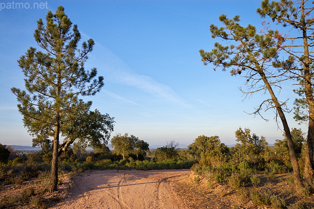 Photographie d'une piste forestire dans la Plaine des Maures