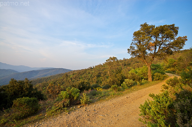 Photograph of a cork tree along a forest road in Massif des Maures mountains