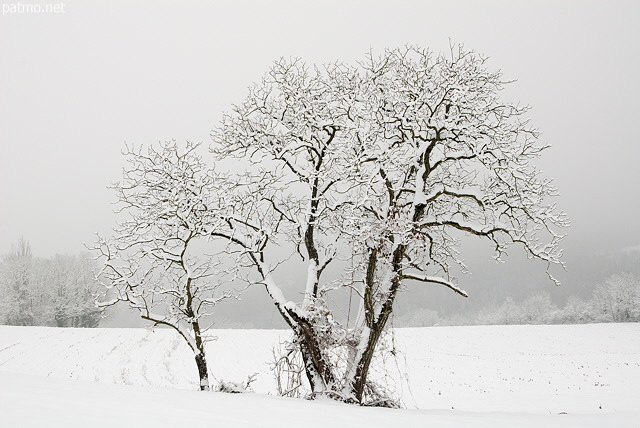 Photo d'arbres couverts de neige prs de Chaumont en Haute Savoie