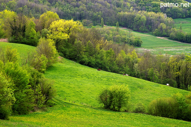 Image d'un paysage rural dans la valle du Rhne autour d'Arcine en Haute Savoie