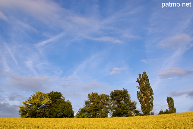 Image d'un champ de bl avec des arbres, le ciel bleu et des nuages